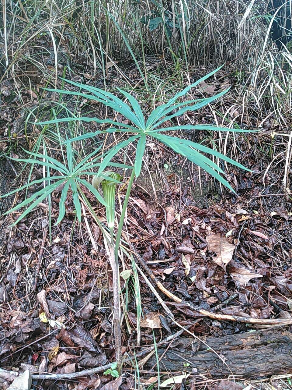 Image of Arisaema consanguineum Schott