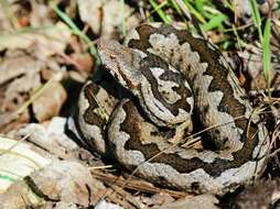 Sivun Vipera ammodytes ammodytes (Linnaeus 1758) kuva