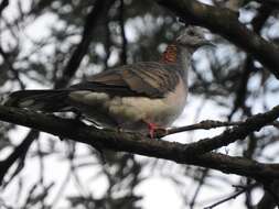 Image of Bar-shouldered Dove