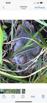 Image of Little Pygmy Possum