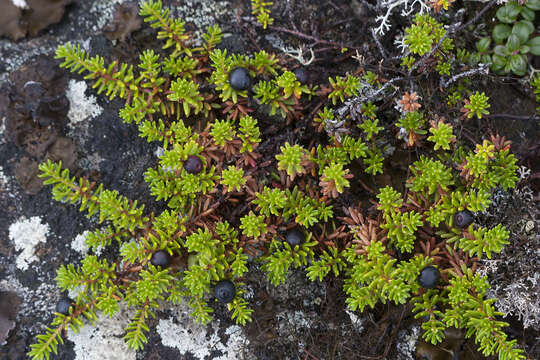 صورة Empetrum nigrum subsp. hermaphroditum (Hagerup) Böcher