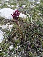 Imagem de Pedicularis cystopteridifolia Rydb.