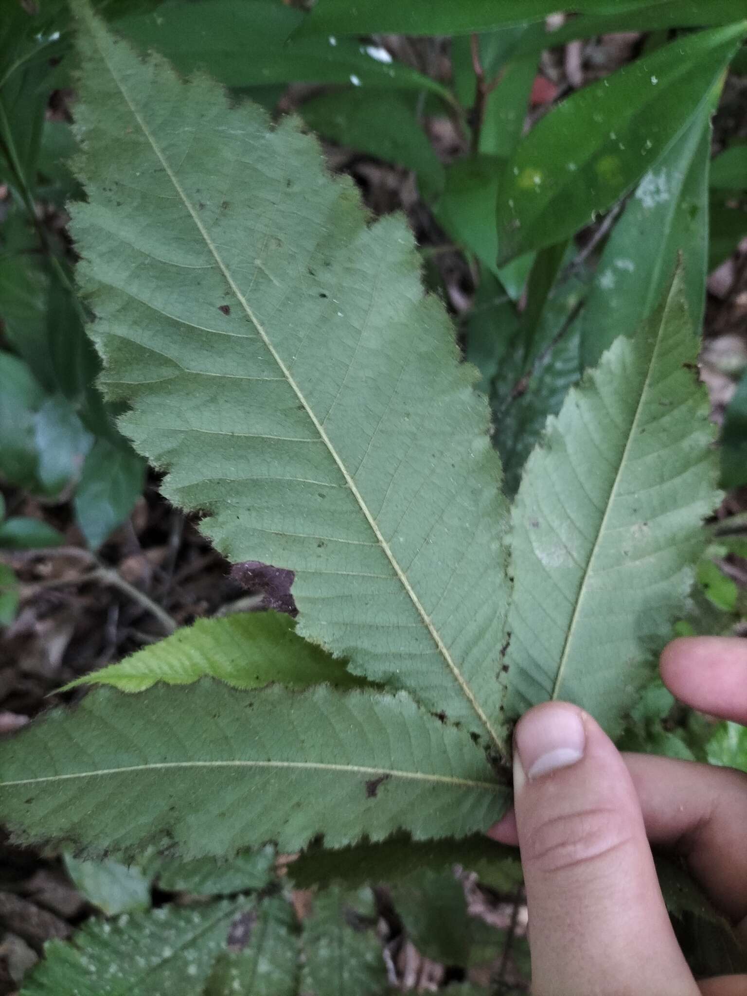 Image of Davidson's plum