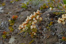 Image of Dracophyllum pronum W. R. B. Oliver