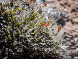 Image of coscinodon moss