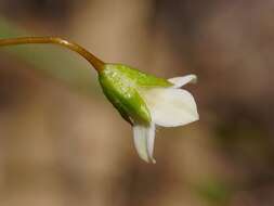 Imagem de Mitrasacme pilosa Labill.