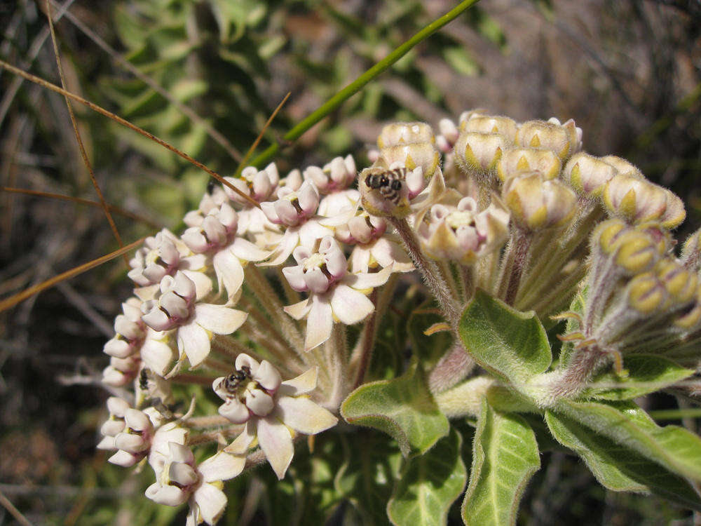 Image of Mountain milkbush