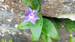 Image of Vinca difformis subsp. difformis