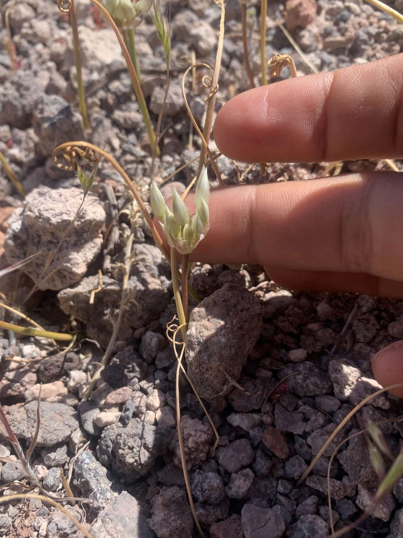 Image of Nevada onion