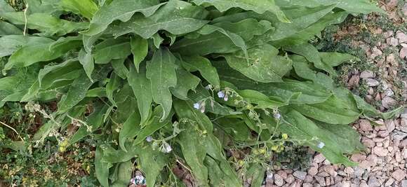 Image de Cynoglossum anchusoides Lindl.