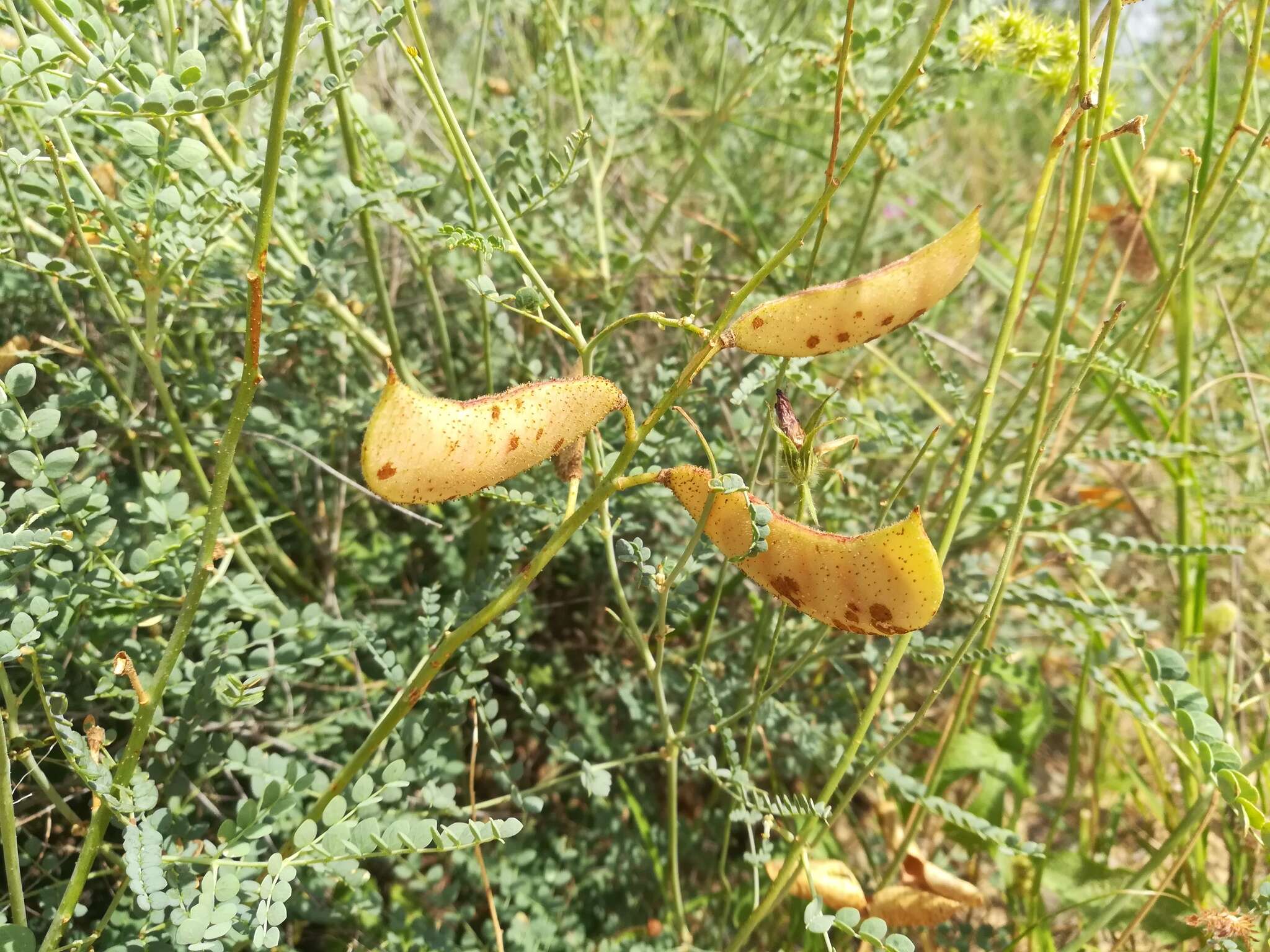 Image of <i>Erythrostemon caudatus</i>