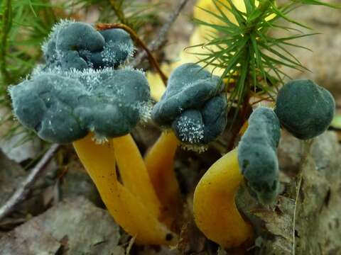 Dendrostilbella mycophila (Pers.) Seifert 1985 resmi