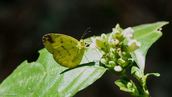 Image of Eurema andersoni (Moore 1886)