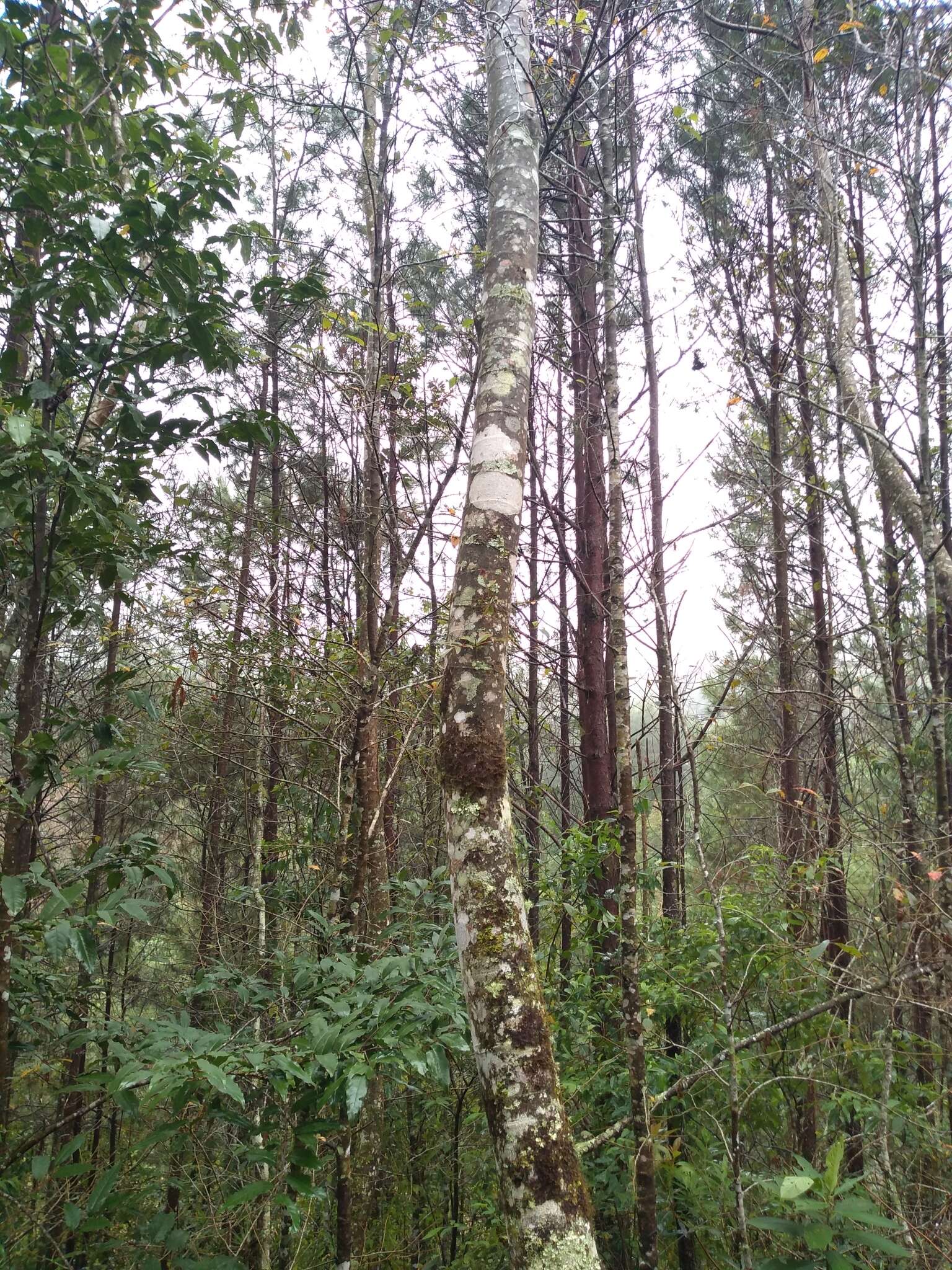 Imagem de Brunellia mexicana Standl.