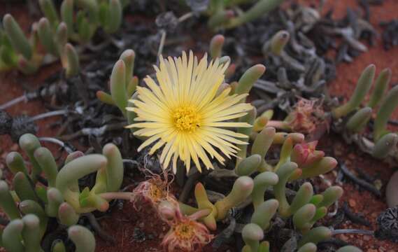 Image of Cephalophyllum inaequale L. Bol.