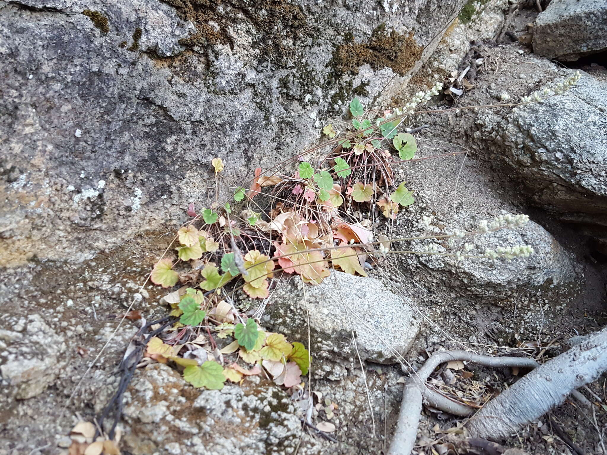 Image de Heuchera soltisii R. A. Folk & P. J. Alexander