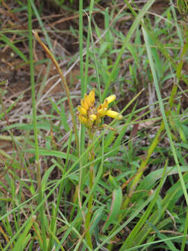 Image of Aloe linearifolia A. Berger