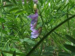 Image of Vicia popovii O. D. Nikif.