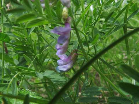 Image of Vicia popovii O. D. Nikif.