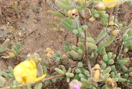 Image of Drosanthemum latipetalum L. Bol.