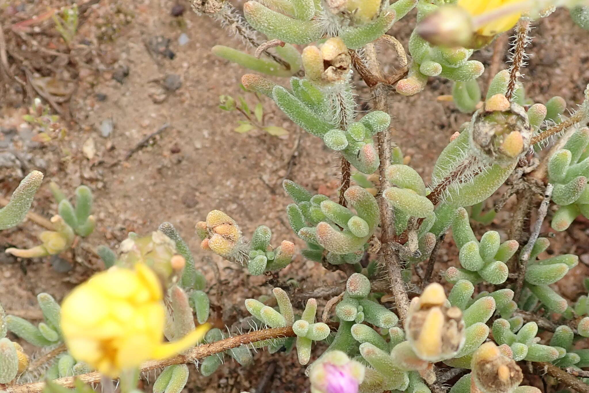 Imagem de Drosanthemum latipetalum L. Bol.