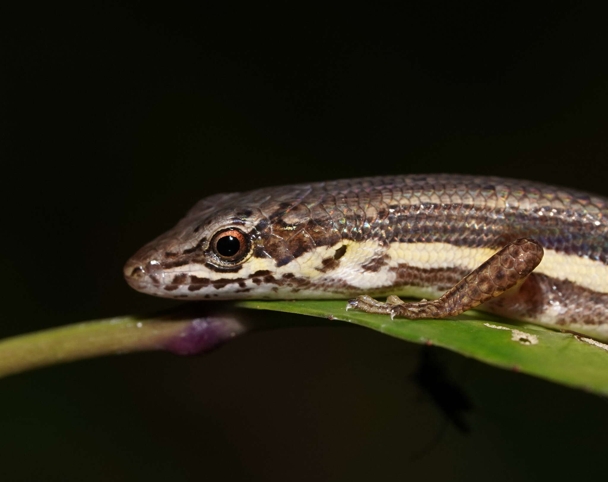 Image of Highland Forest Skink