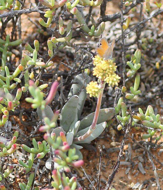 Image of Crassula cotyledonis Thunb.