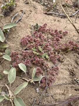 Chorizanthe eastwoodiae resmi