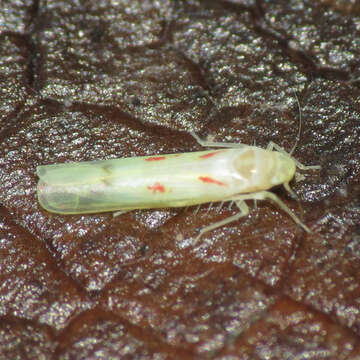 Image of Blackberry Leafhopper