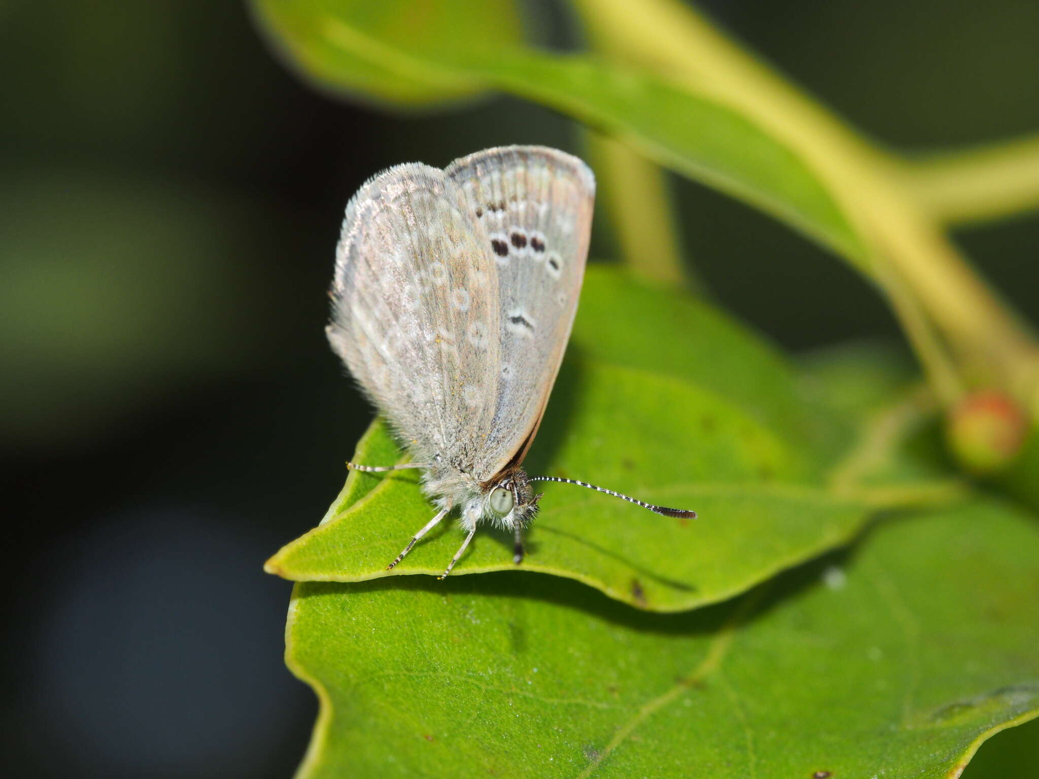 Image of Pseudozizeeria maha okinawana (Matsumura 1929)