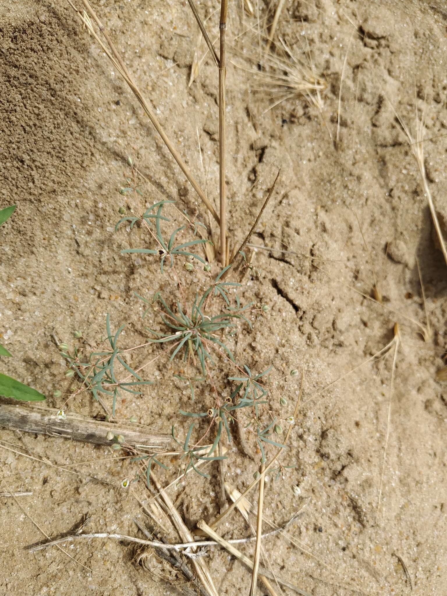 Image of Thread-Stem Carpetweed