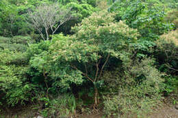 Image of Lagerstroemia subcostata Koehne