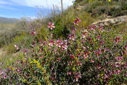 Image de Roepera rogersii (Compton) Beier & Thulin