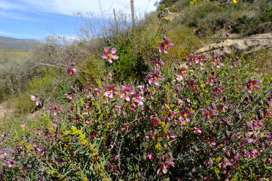 Image of Roepera rogersii (Compton) Beier & Thulin