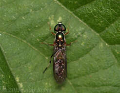 Sargus fasciatus Fabricius 1805 resmi