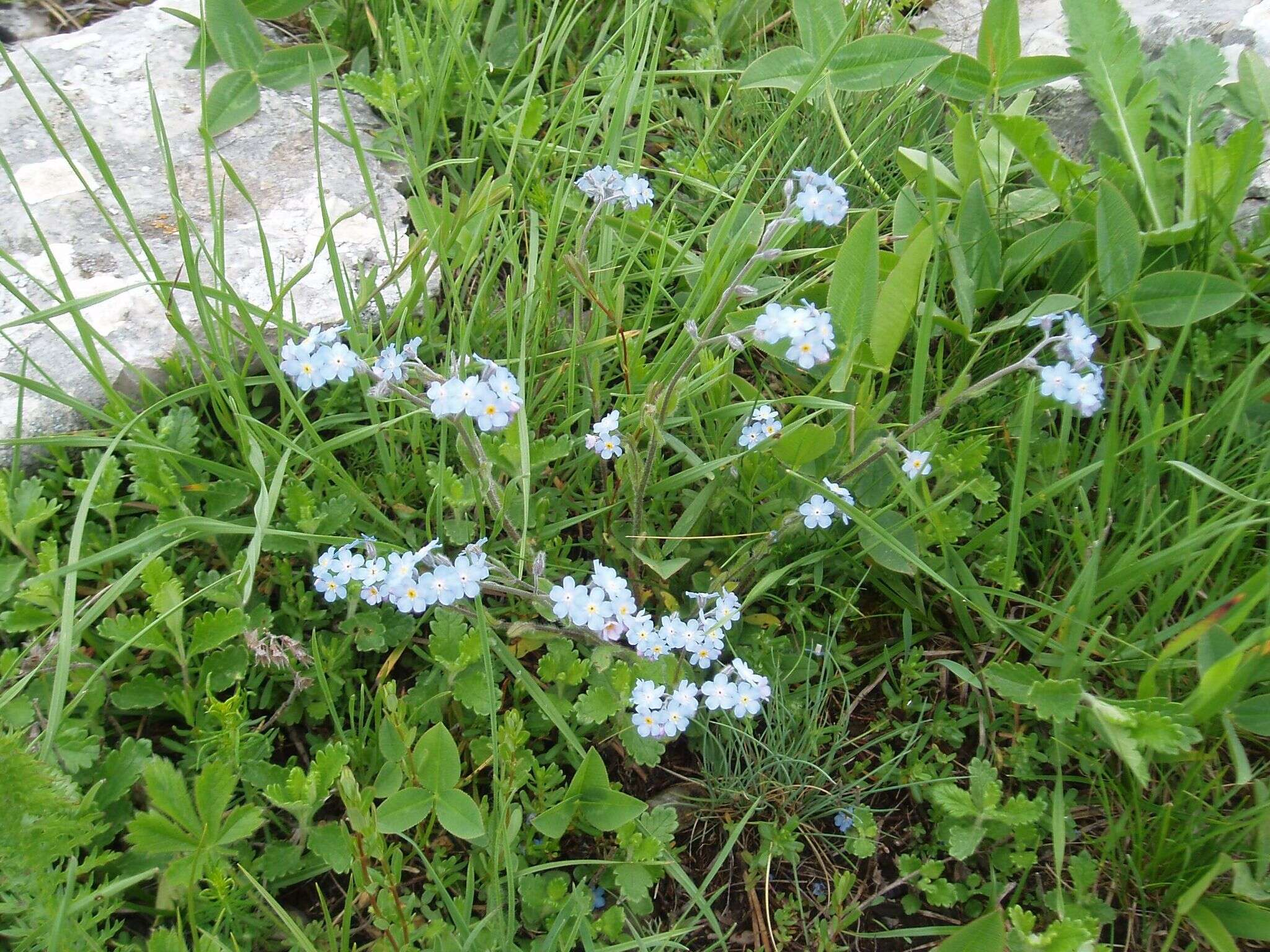 Plancia ëd Myosotis lithospermifolia (Willd.) Hornem.