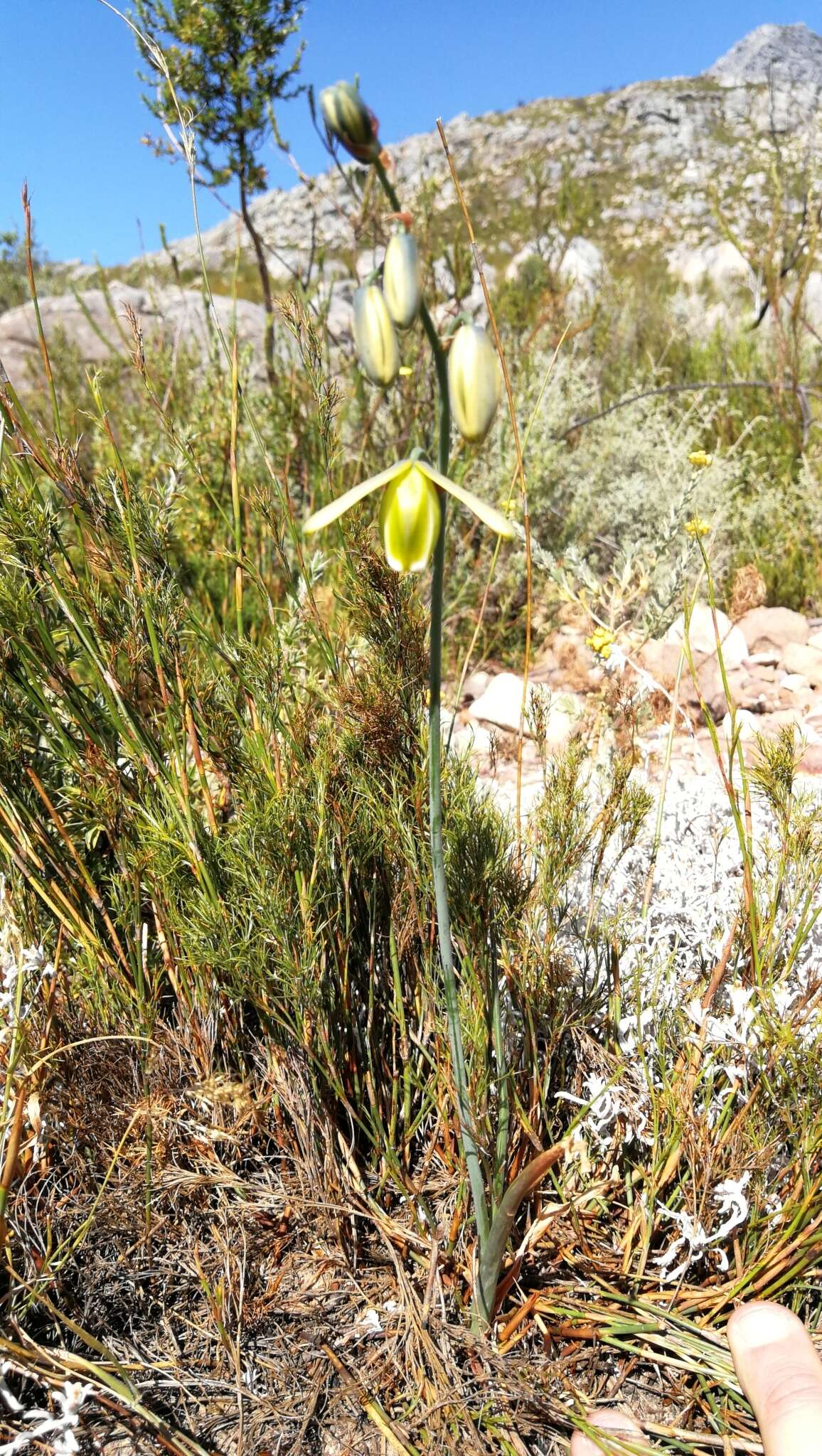 Image de Albuca cooperi Baker