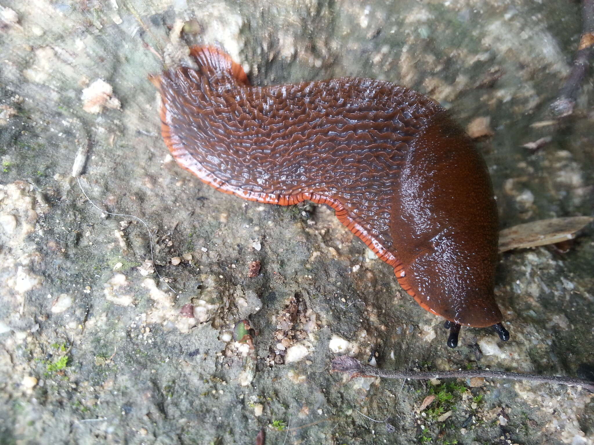 Image of red slug