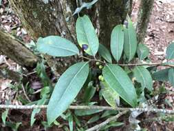 Imagem de Ilex lonicerifolia Hayata