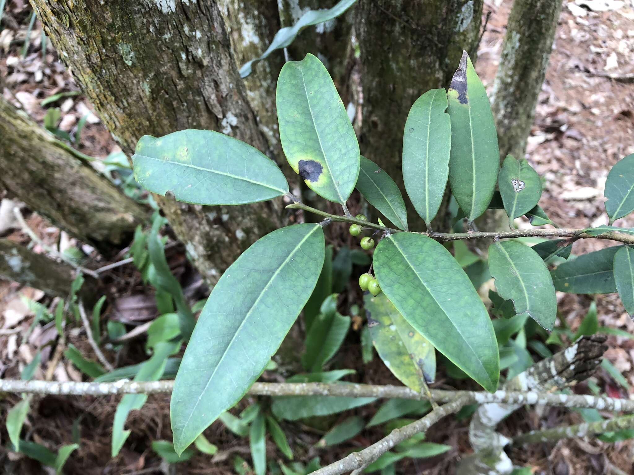 Image de Ilex lonicerifolia Hayata