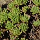 Image of Sedum hirsutum subsp. baeticum Rouy