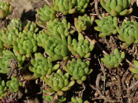 Image of Sedum hirsutum subsp. baeticum Rouy