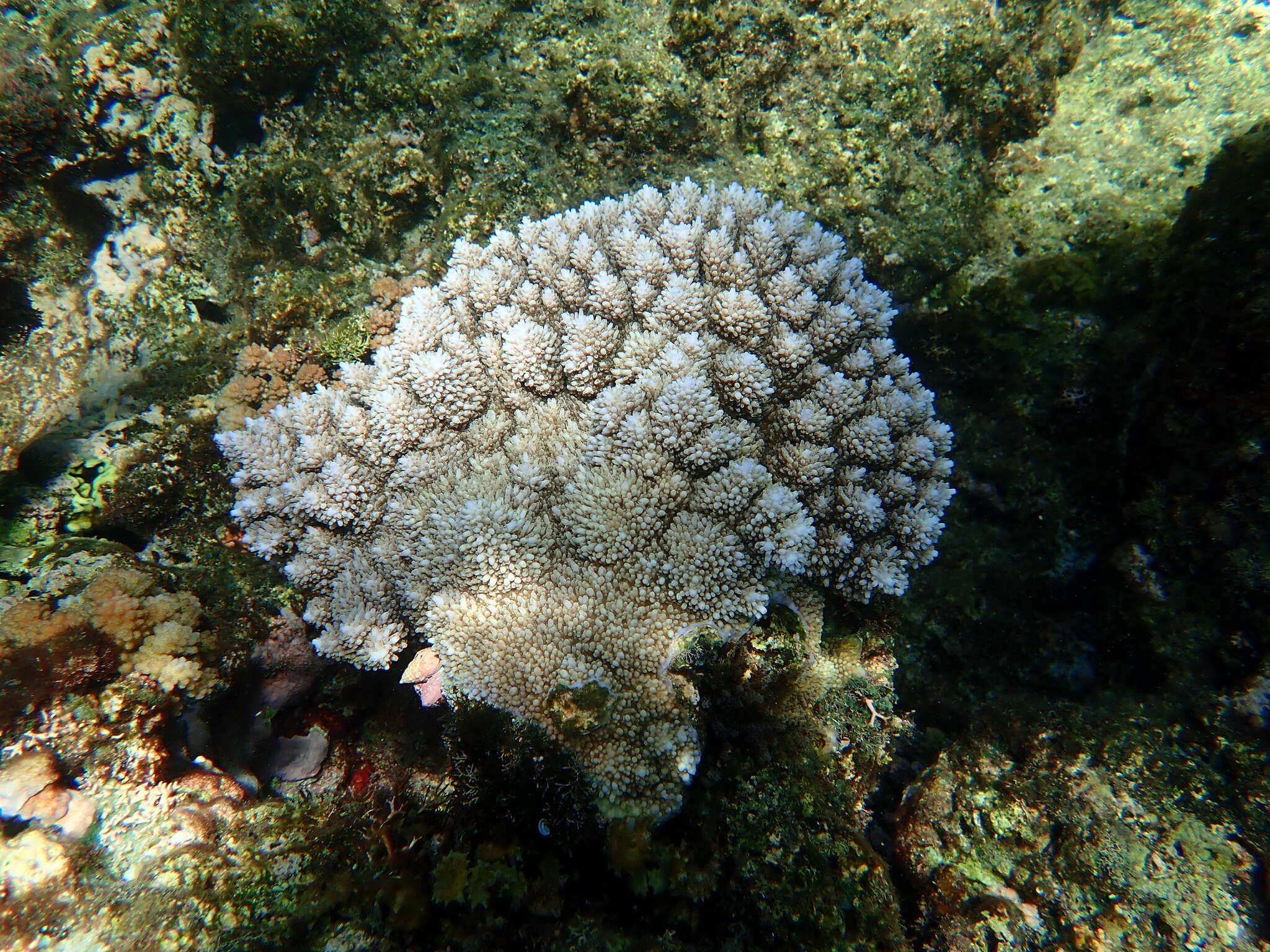 Слика од Acropora abrotanoides (Lamarck 1816)