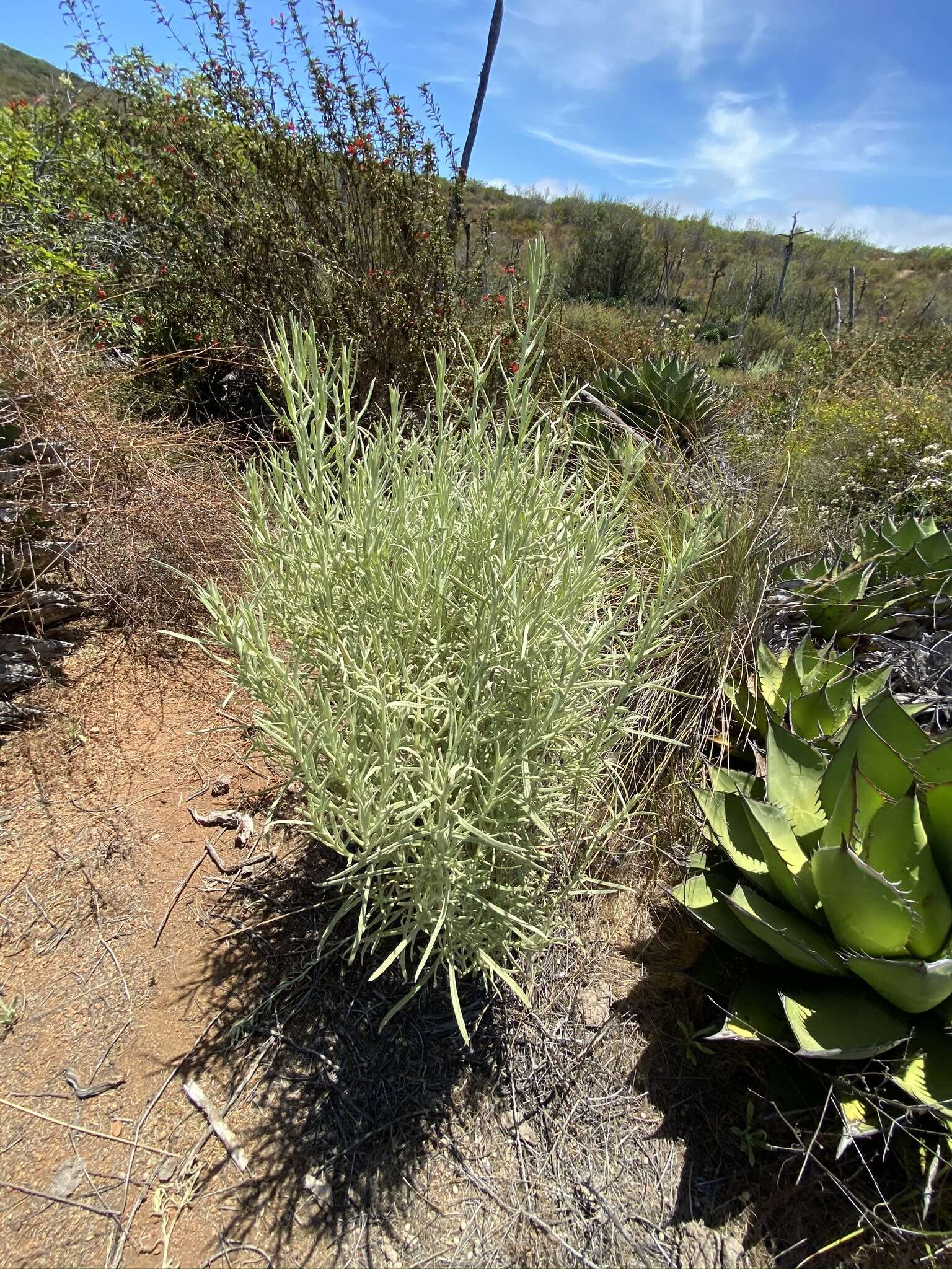 Image of Wright's cudweed