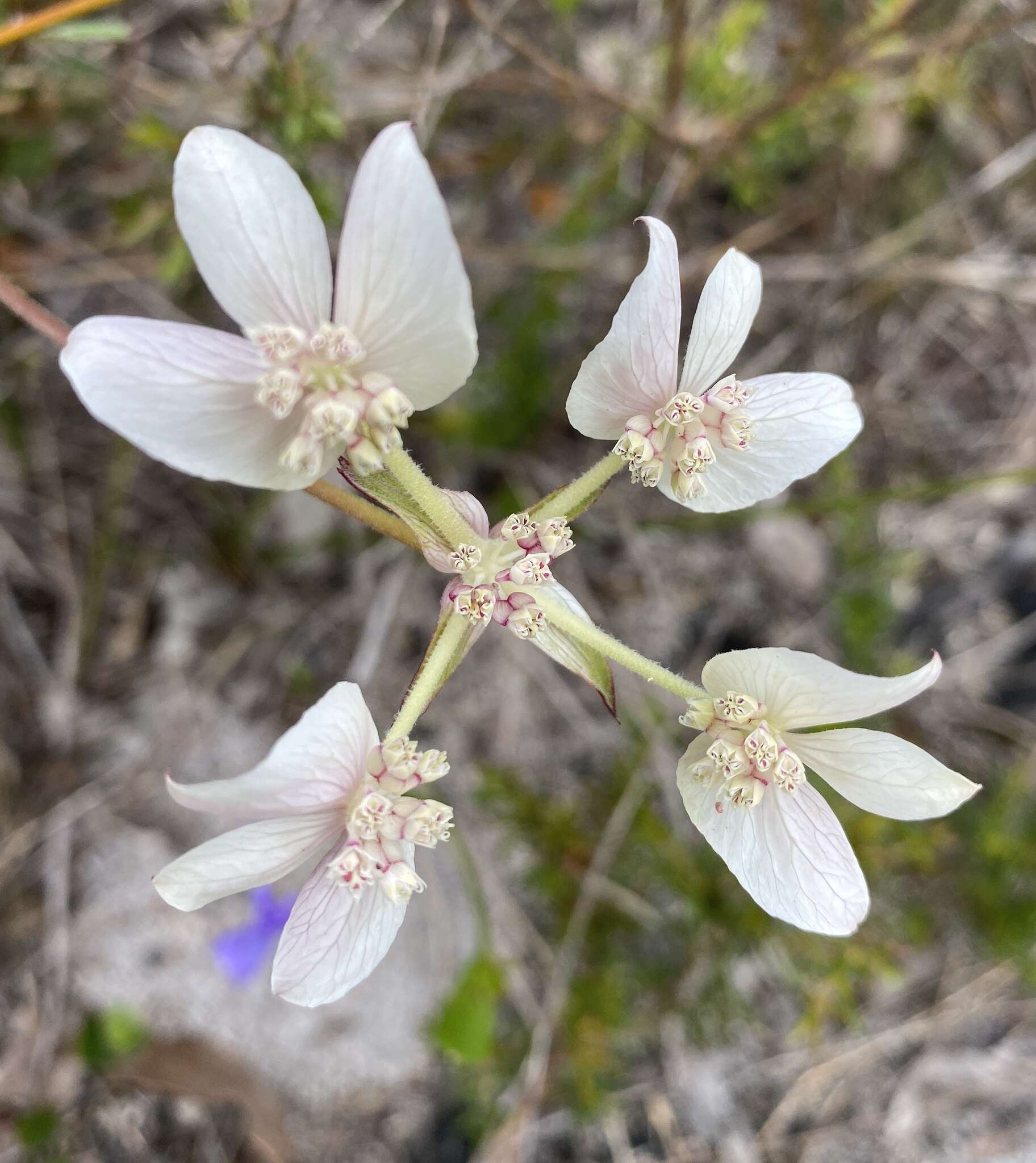 Image of Xanthosia rotundifolia DC.