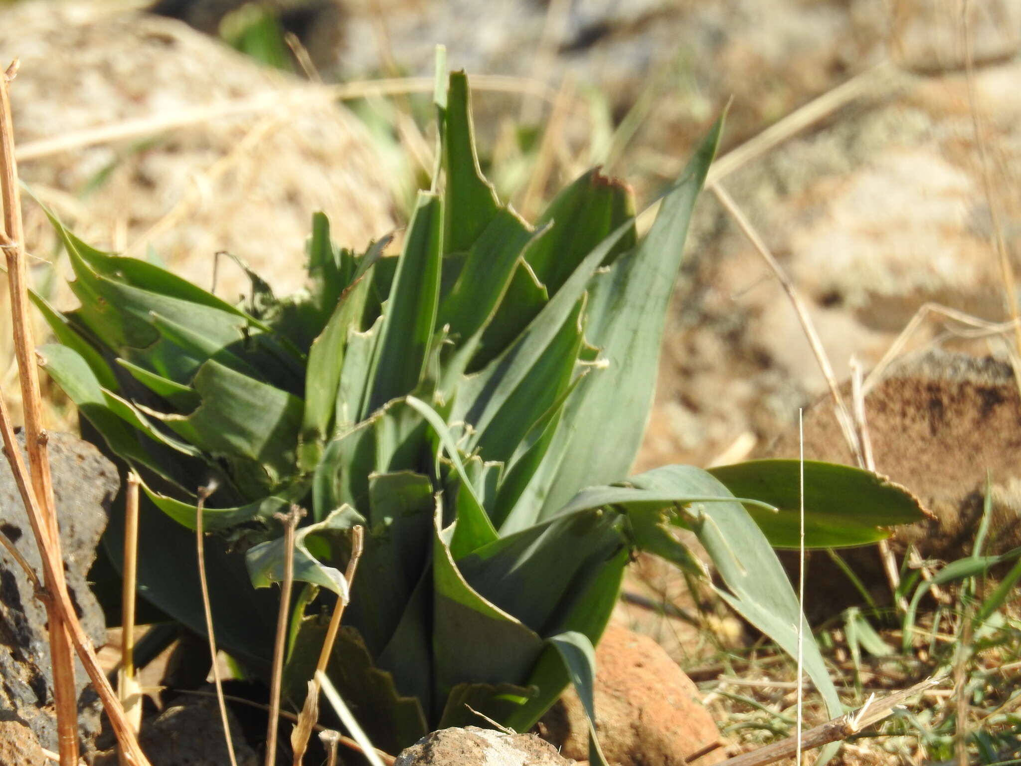 Plancia ëd Drimia aphylla (Forssk.) J. C. Manning & Goldblatt