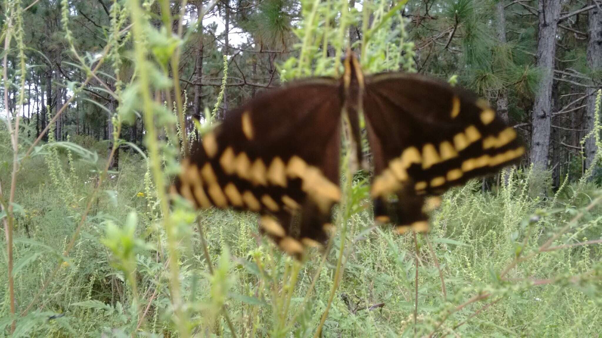 Image of Palamedes Swallowtail