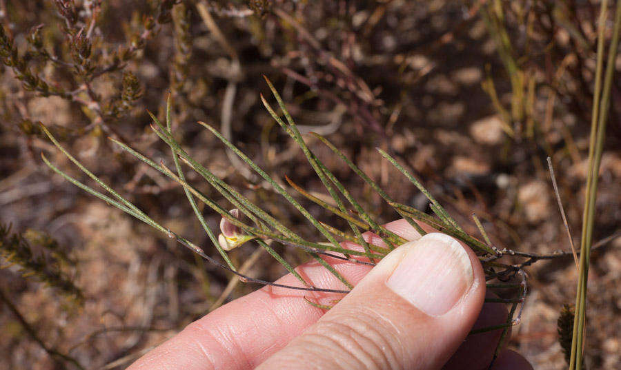 Image of <i>Aspalathus lebeckioides</i>