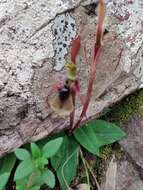 Imagem de Chiloglottis seminuda D. L. Jones