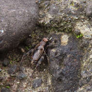 Plancia ëd Dianemobius fascipes nigrofasciatus (Matsumura 1904)